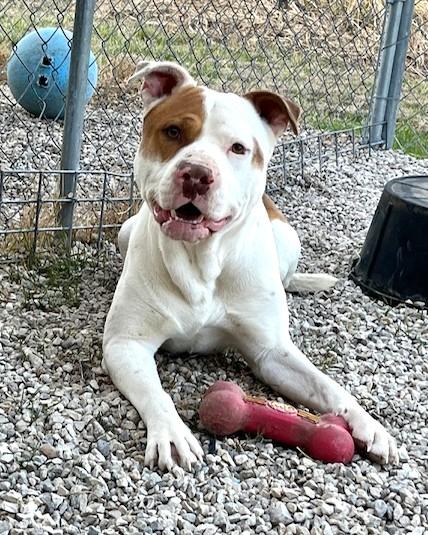 Brock, a Adoptable mixed breed in West Des Moines, IA image 1/4