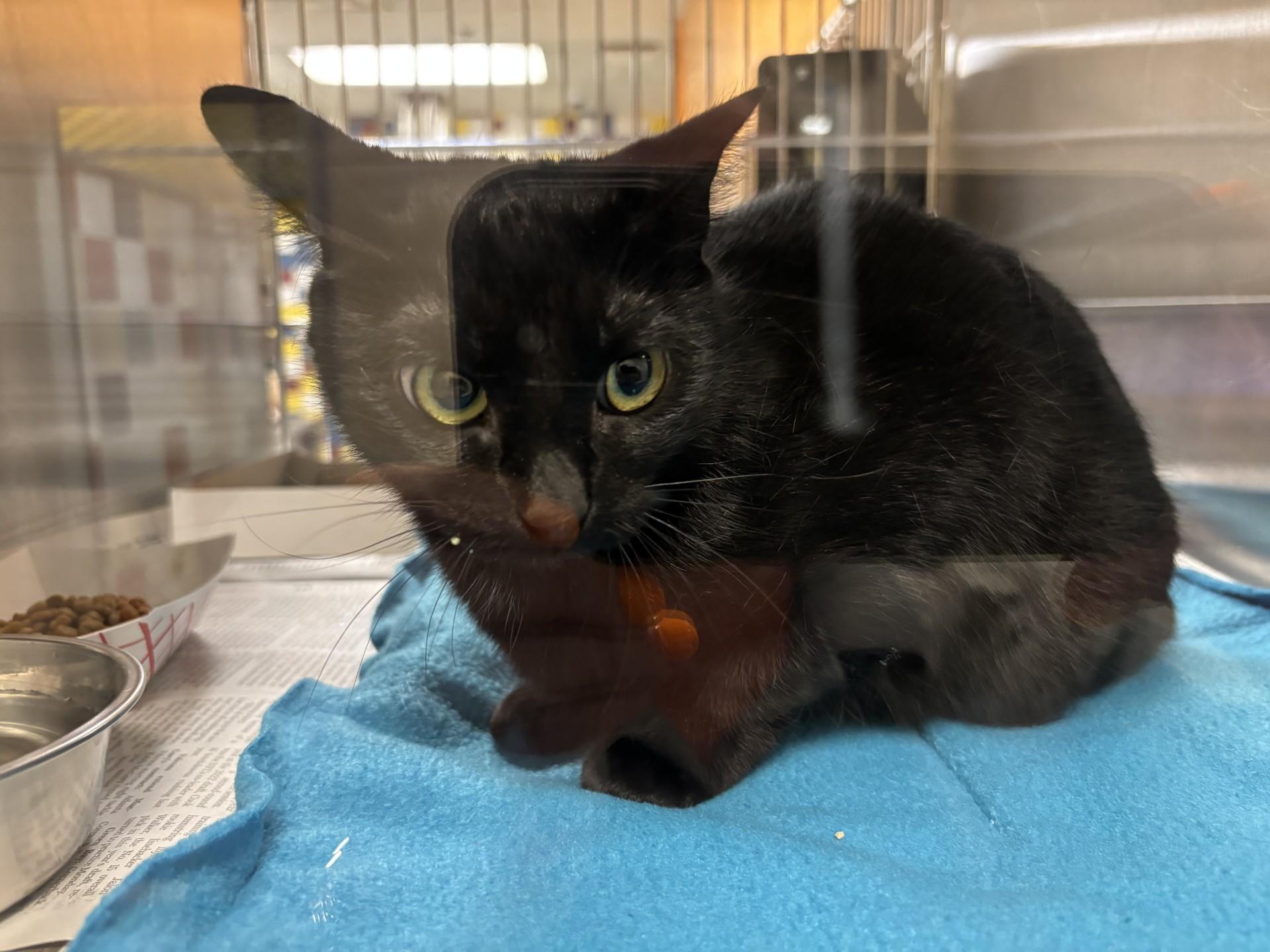 Enlarge Maddie A213414, an adoptable Domestic Medium Hair in Plano, TX image 1/1