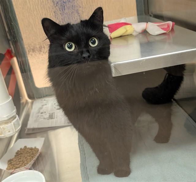 Enlarge Maddie A213414, an adopted Domestic Medium Hair in Plano, TX image 1/1