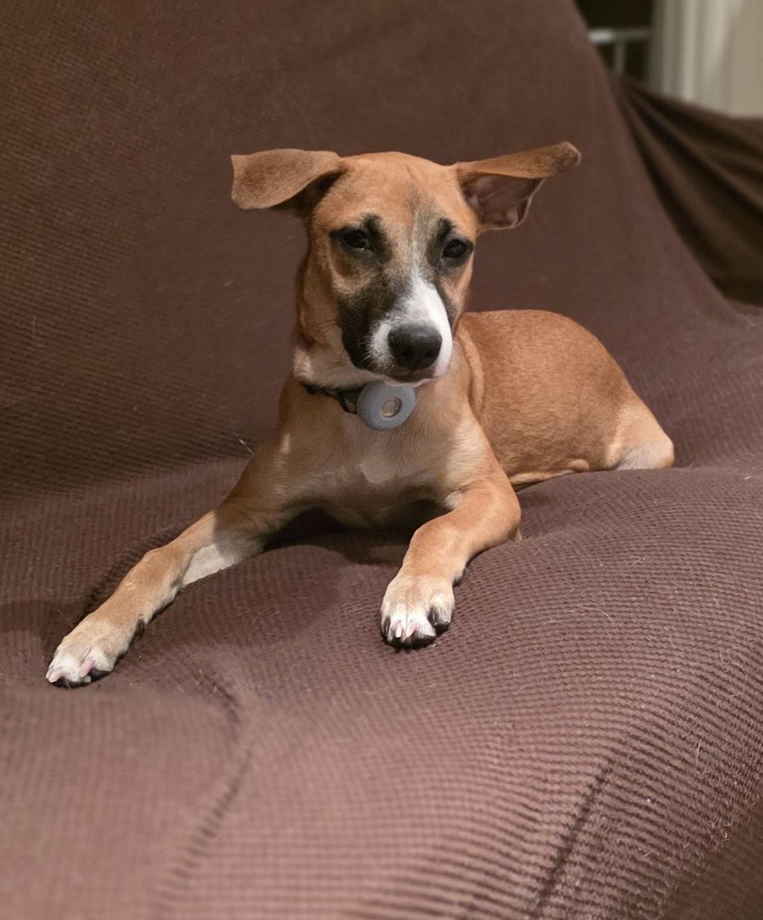 Enlarge Cherrie, a ADOPTABLE mixed breed in Dunnville, ON image 2/3