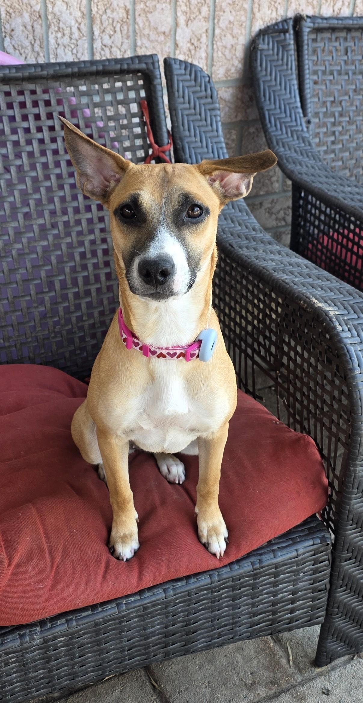 Enlarge Cherrie, a ADOPTABLE mixed breed in Dunnville, ON image 3/3