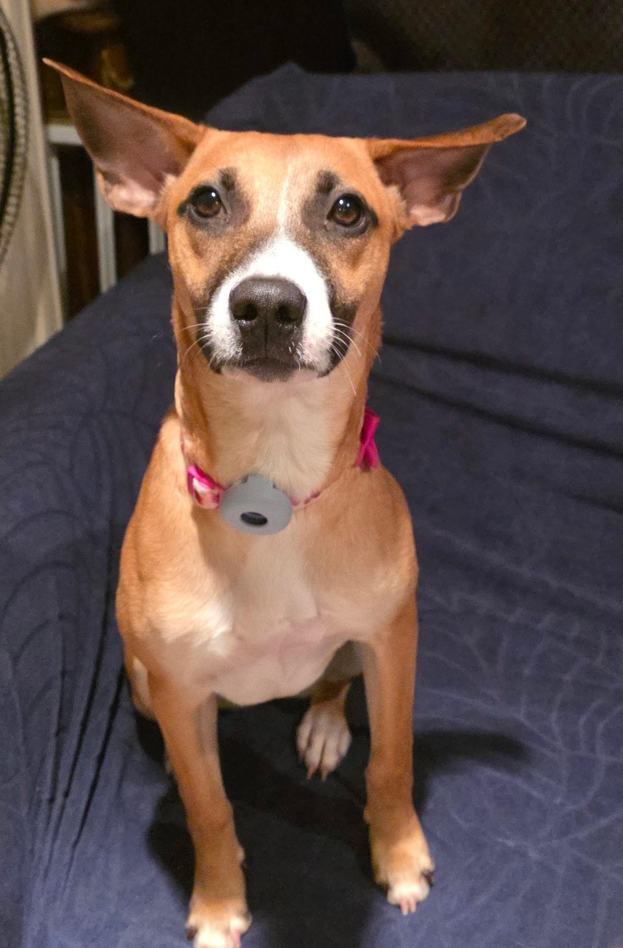 Cherrie, ADOPTABLE, Young Female Mixed Breed.