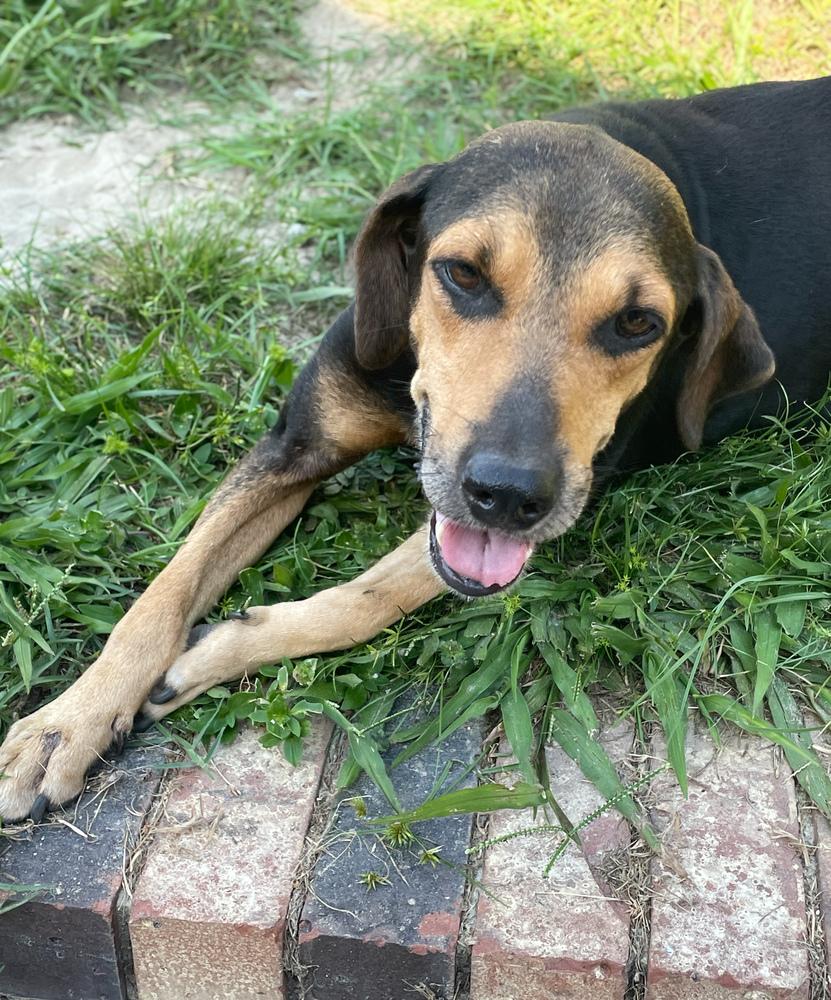 Enlarge Nipsy, a Adoptable mixed breed in Statesboro, GA image 1/3