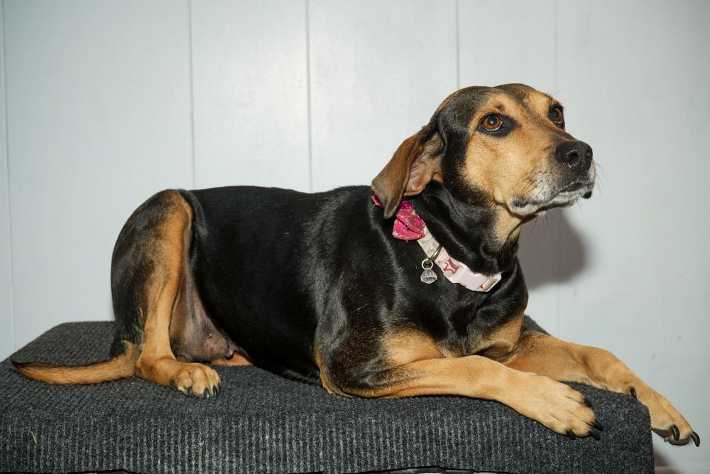 Enlarge Nipsy, a Adoptable mixed breed in Statesboro, GA image 3/6