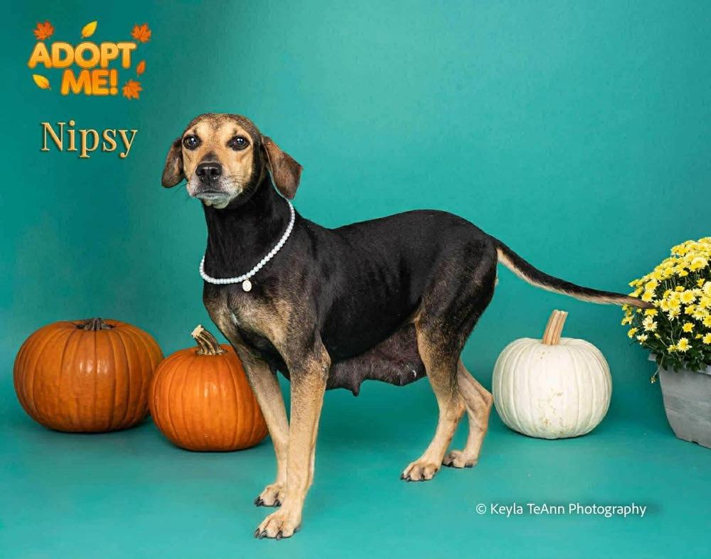Enlarge Nipsy, a Adoptable mixed breed in Statesboro, GA image 2/3