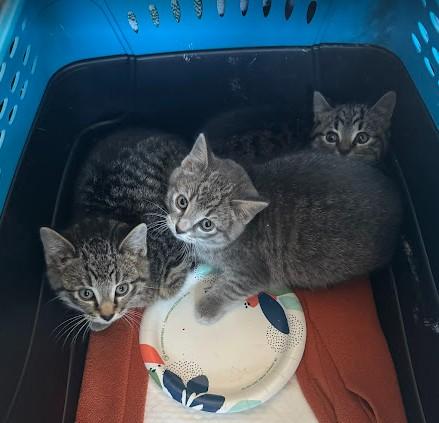 Griswold ("Grizzy"), an adopted Domestic Short Hair in Andover, MN image 3/5