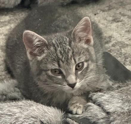 Griswold ("Grizzy"), an adopted Domestic Short Hair in Andover, MN image 1/5