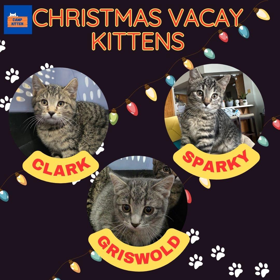 Griswold ("Grizzy"), an adopted Domestic Short Hair in Andover, MN image 5/5