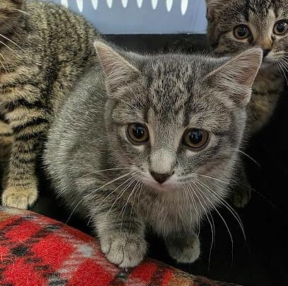 Griswold ("Grizzy"), an adopted Domestic Short Hair in Andover, MN image 2/5