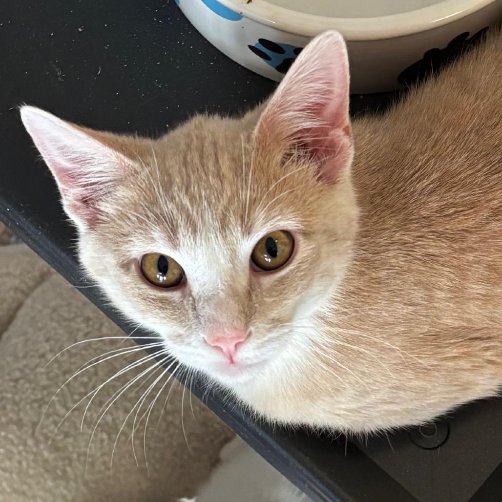 Mist, Adoptable, Young Male Domestic Short Hair.