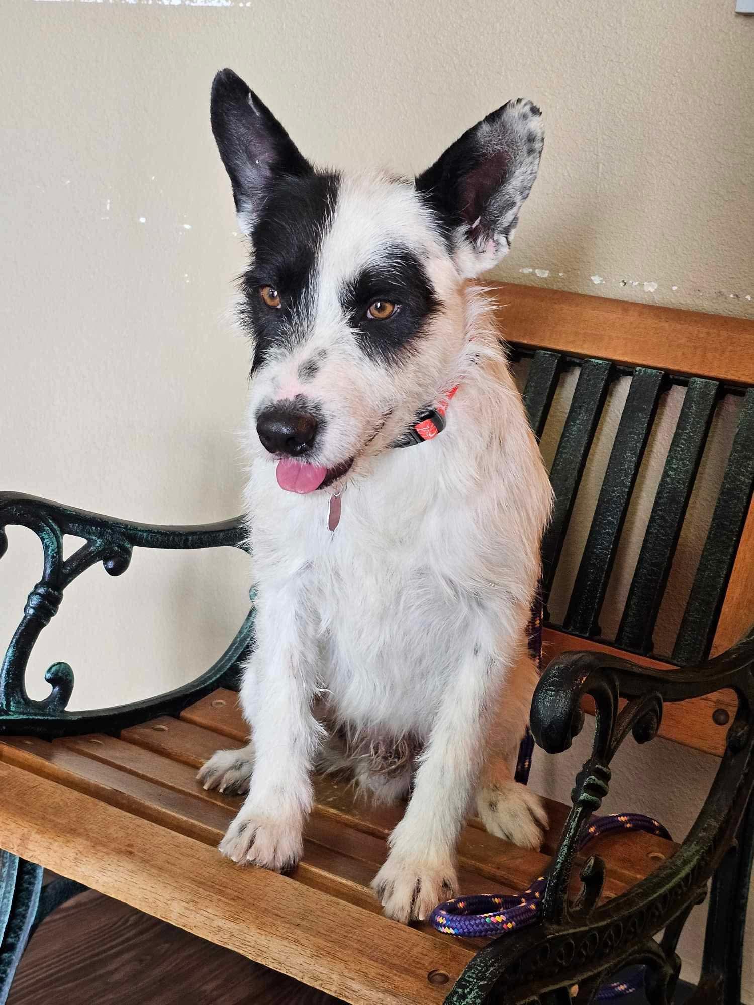 Fitz, a Adoptable mixed breed in Boston, MA image 1/5