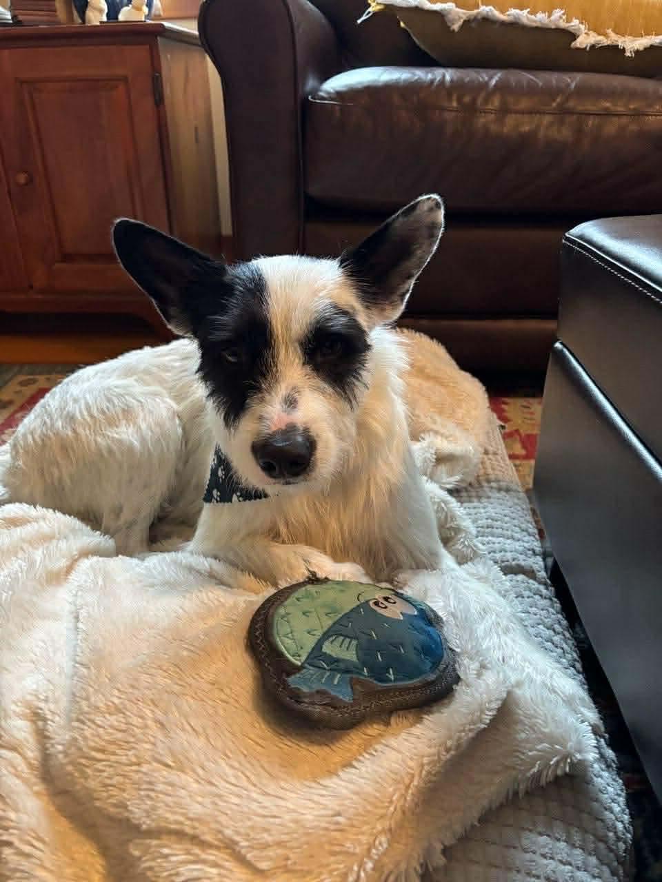 Fitz, a Adoptable mixed breed in Boston, MA image 2/5