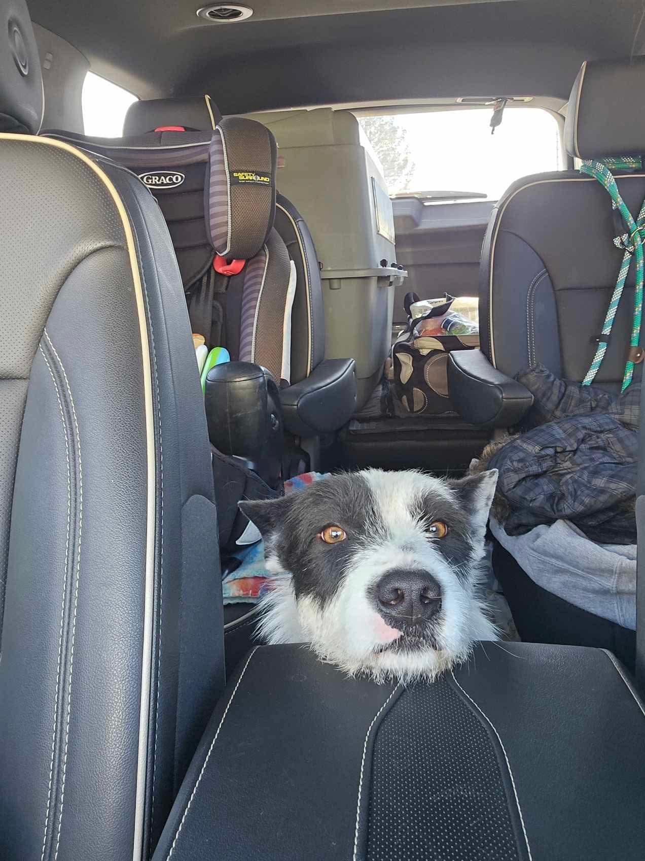 Fitz, a Adoptable mixed breed in Boston, MA image 4/5