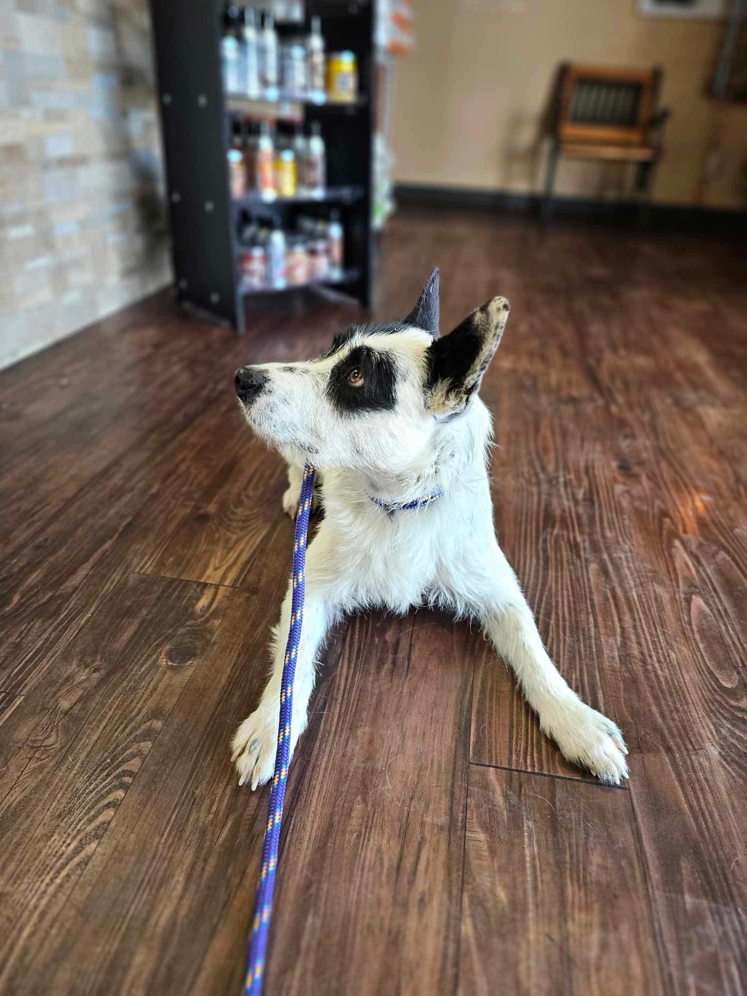 Fitz, a Adoptable mixed breed in Boston, MA image 5/5