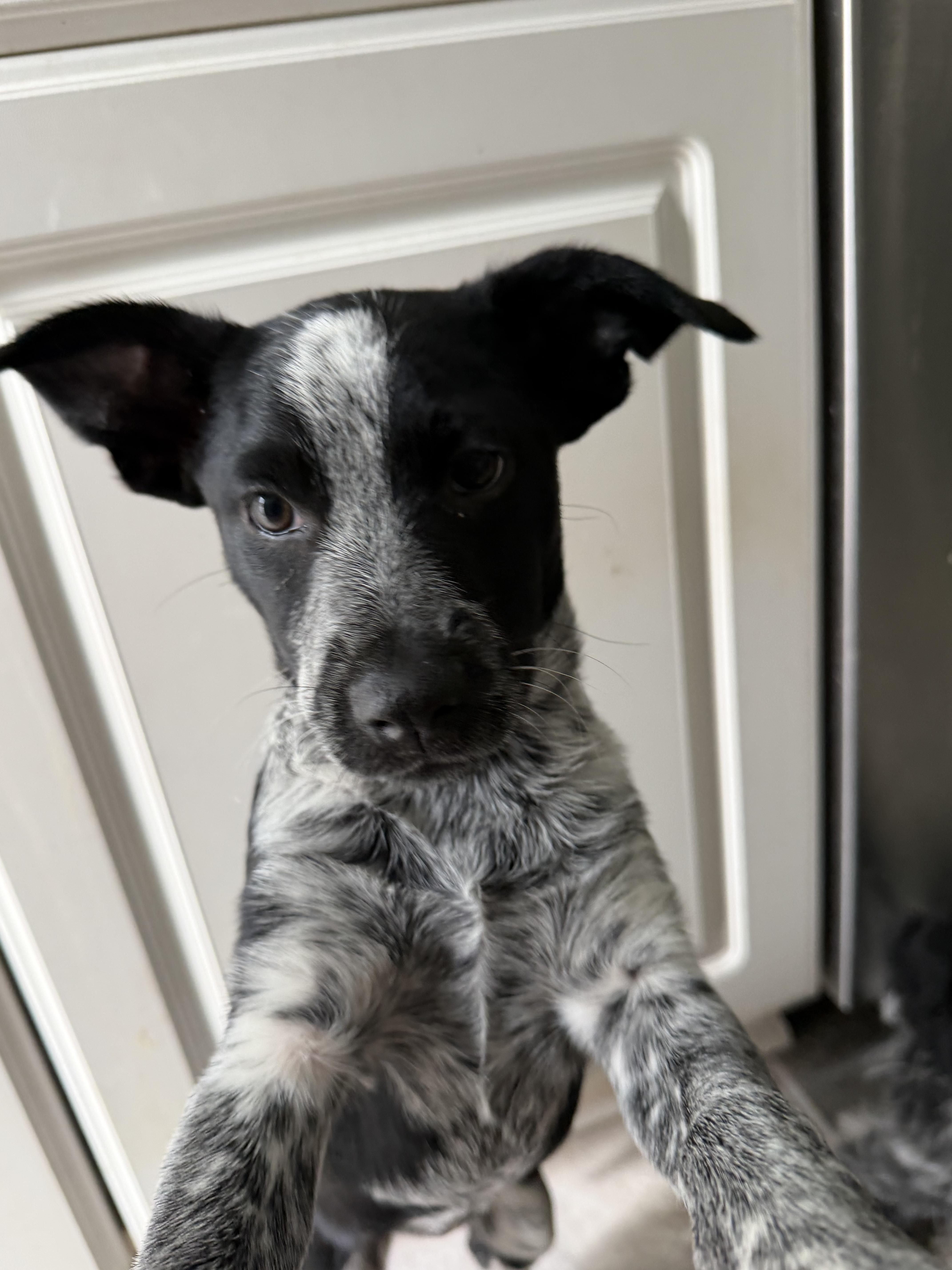 Truffle, adopted, Puppy Female Australian Shepherd & Australian Cattle Dog / Blue Heeler.