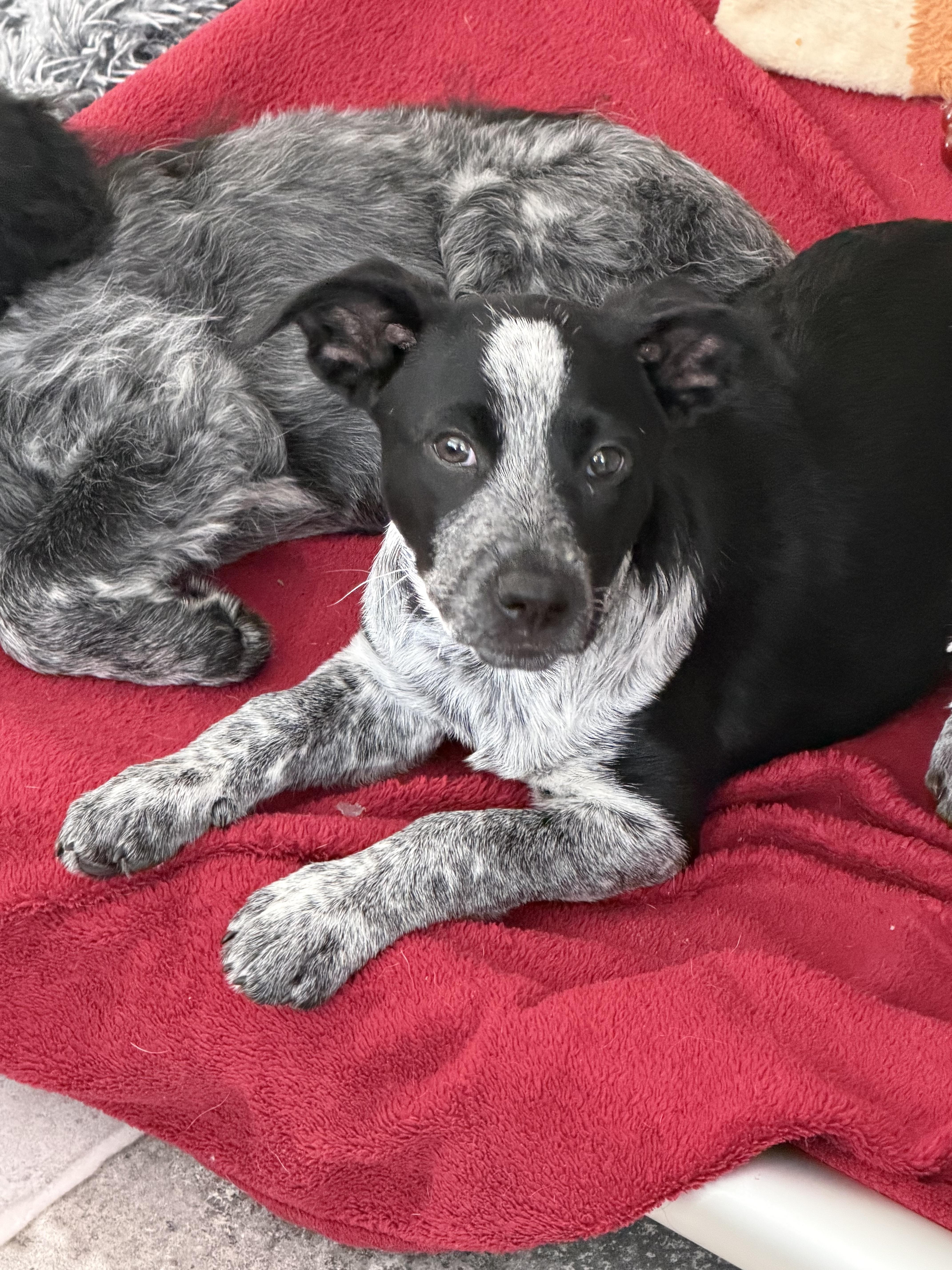 Truffle, an adopted mixed breed in Stuarts Draft, VA image 3/3
