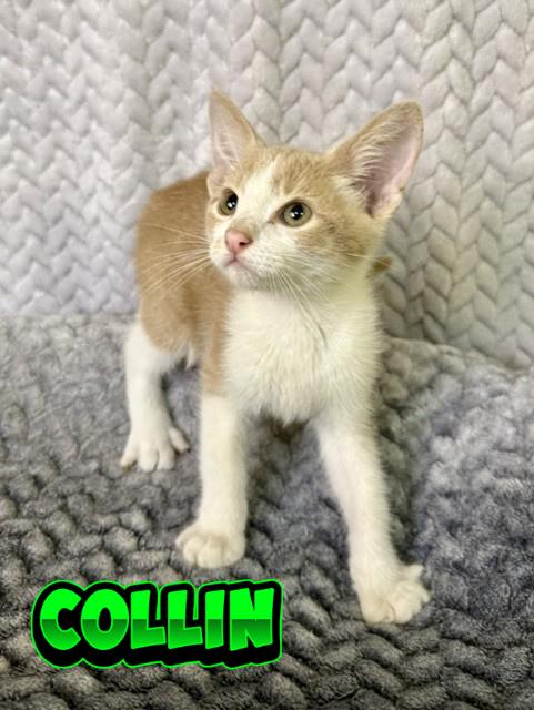 Enlarge Collin, a ADOPTABLE Domestic Short Hair in Comfort, TX image 1/1