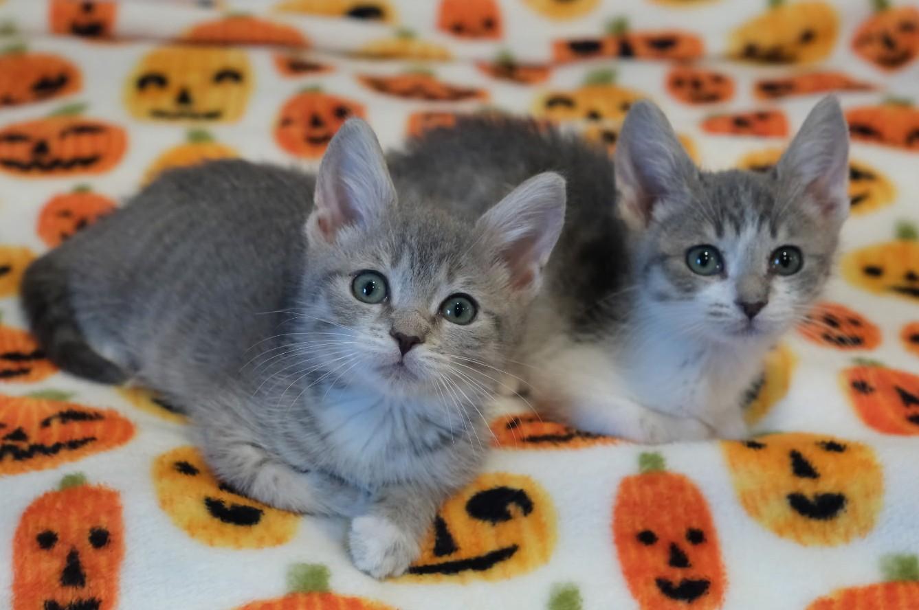 Lucas- paired with Amalie