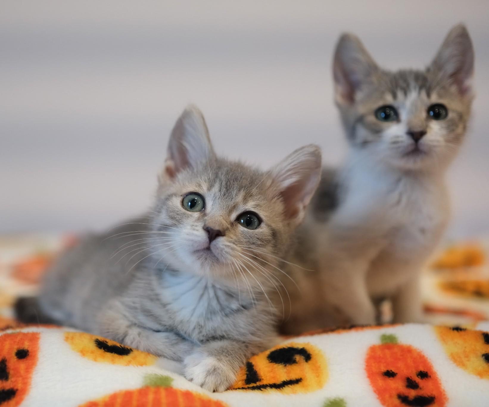 Lucas- paired with Amalie