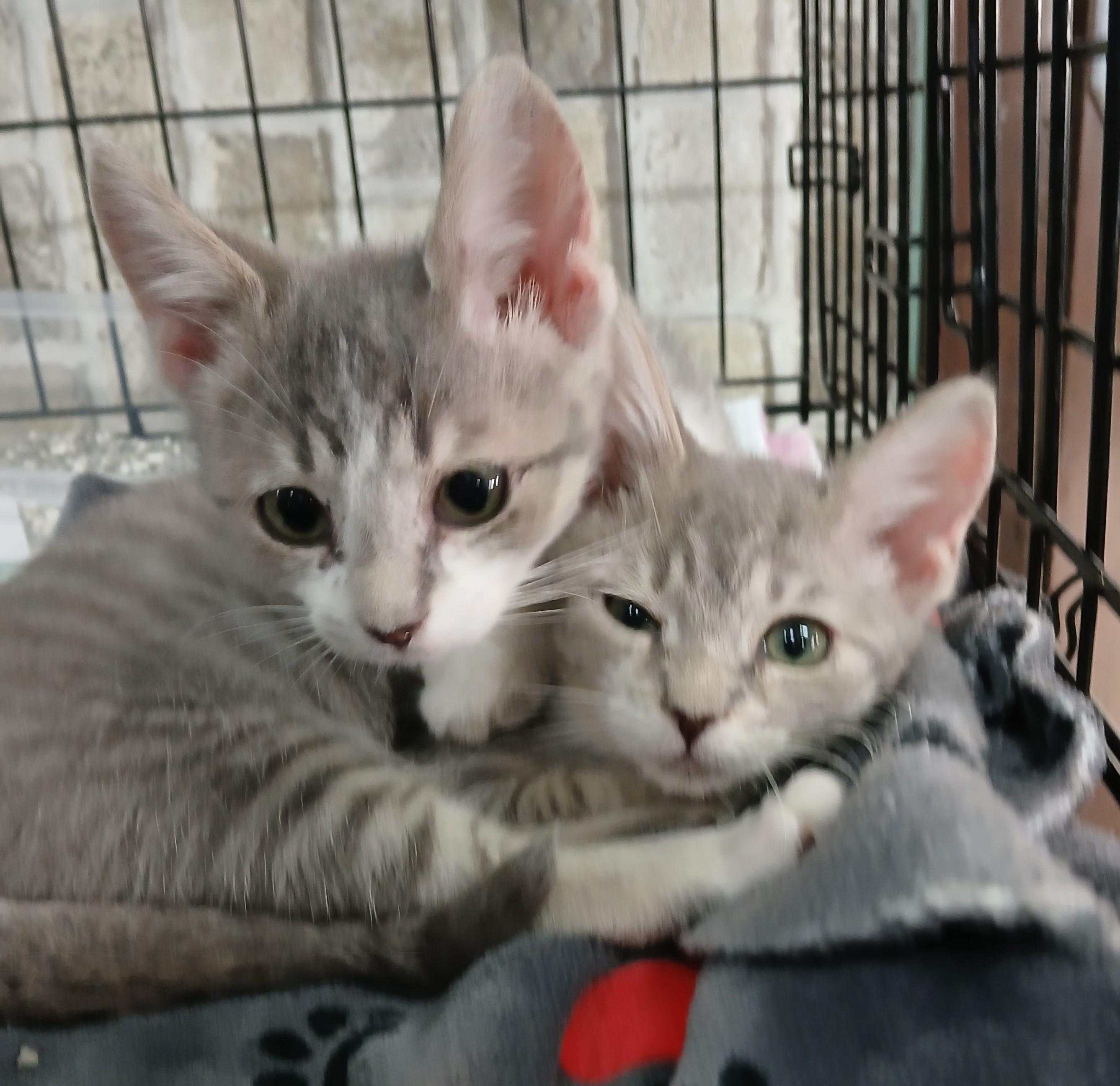 Lucas- paired with Amalie