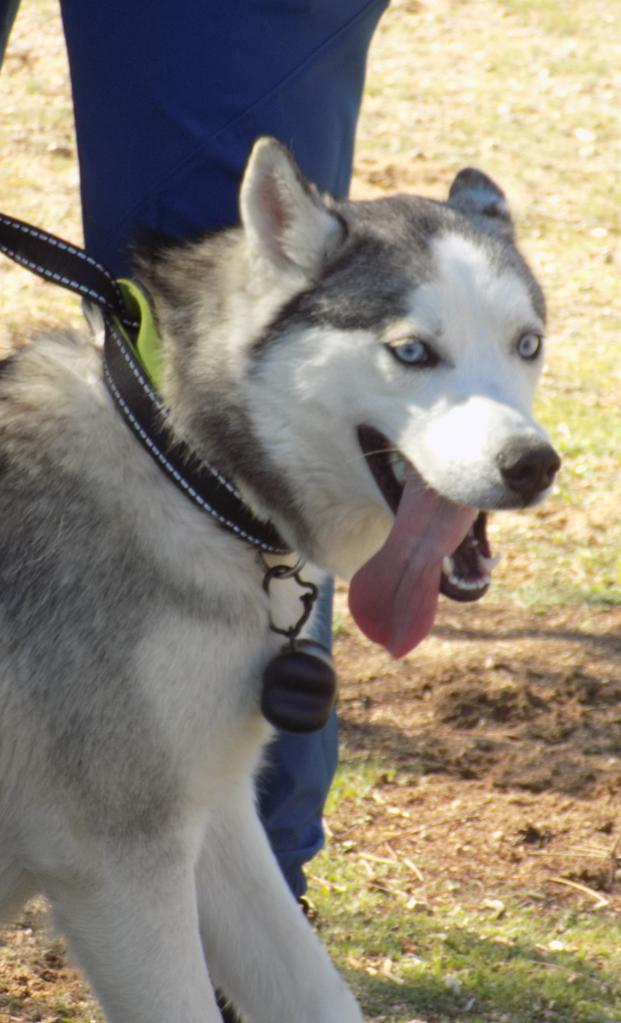 INDIE, a Adoptable Siberian Husky in Valencia, CA image 2/8