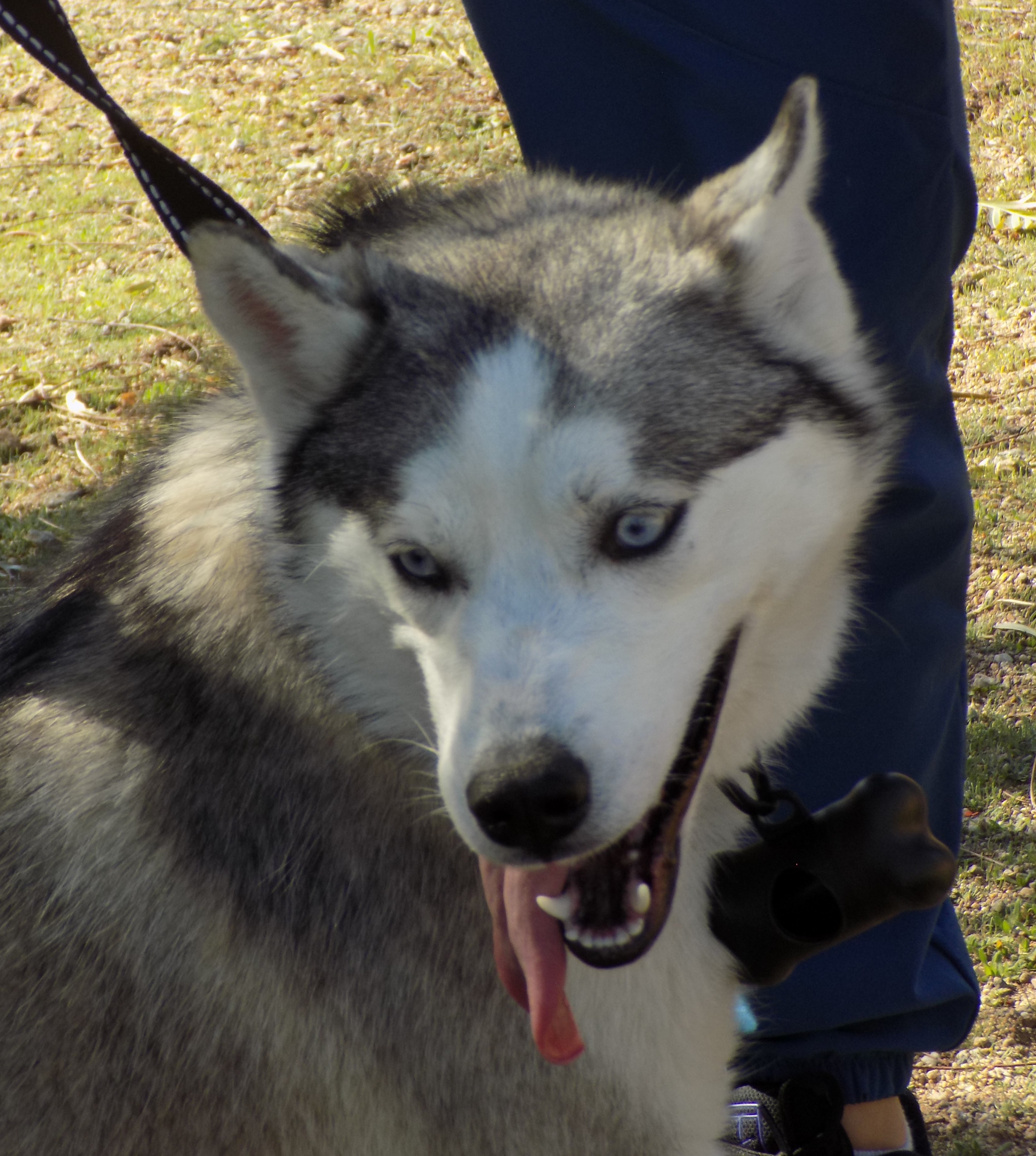 INDIE, a Adoptable Siberian Husky in Valencia, CA image 3/8
