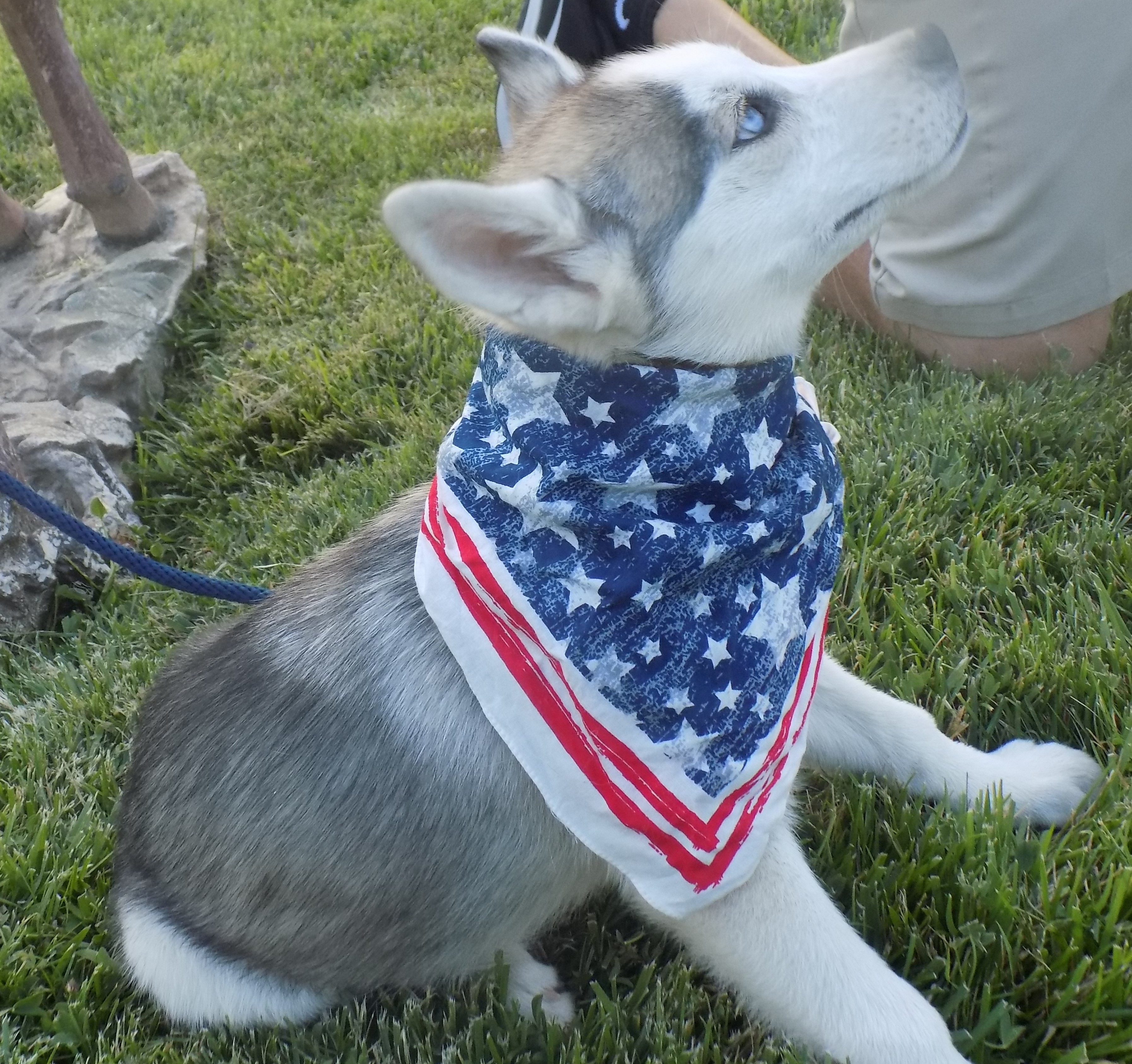 INDIE, a Adoptable Siberian Husky in Valencia, CA image 4/8