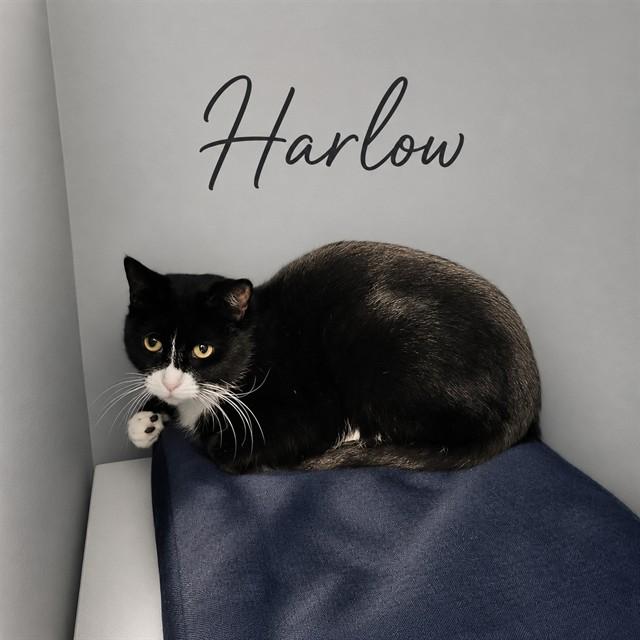 HARLOW, Adoptable, Young Female Domestic Short Hair.