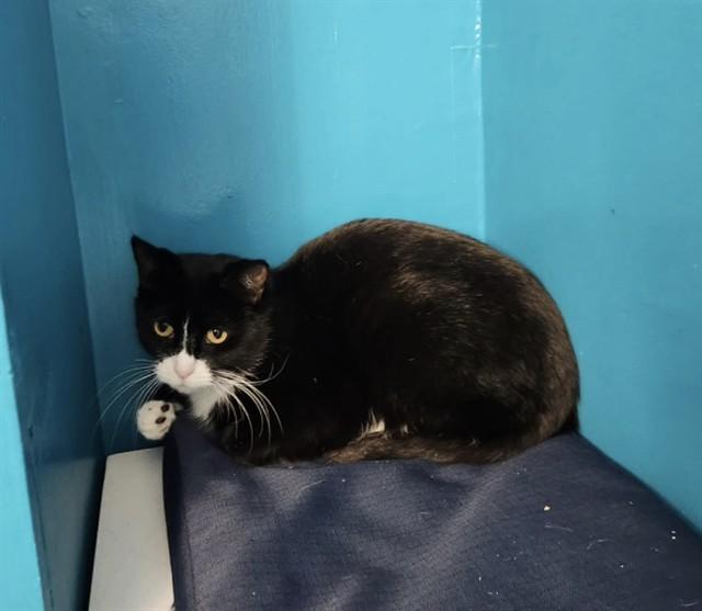 Enlarge HARLOW, a Adoptable Domestic Short Hair in Westminster, MD image 1/1