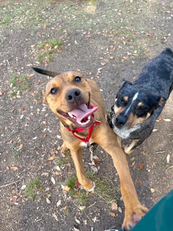 Penny Pocket Pittie — thumbnail 3