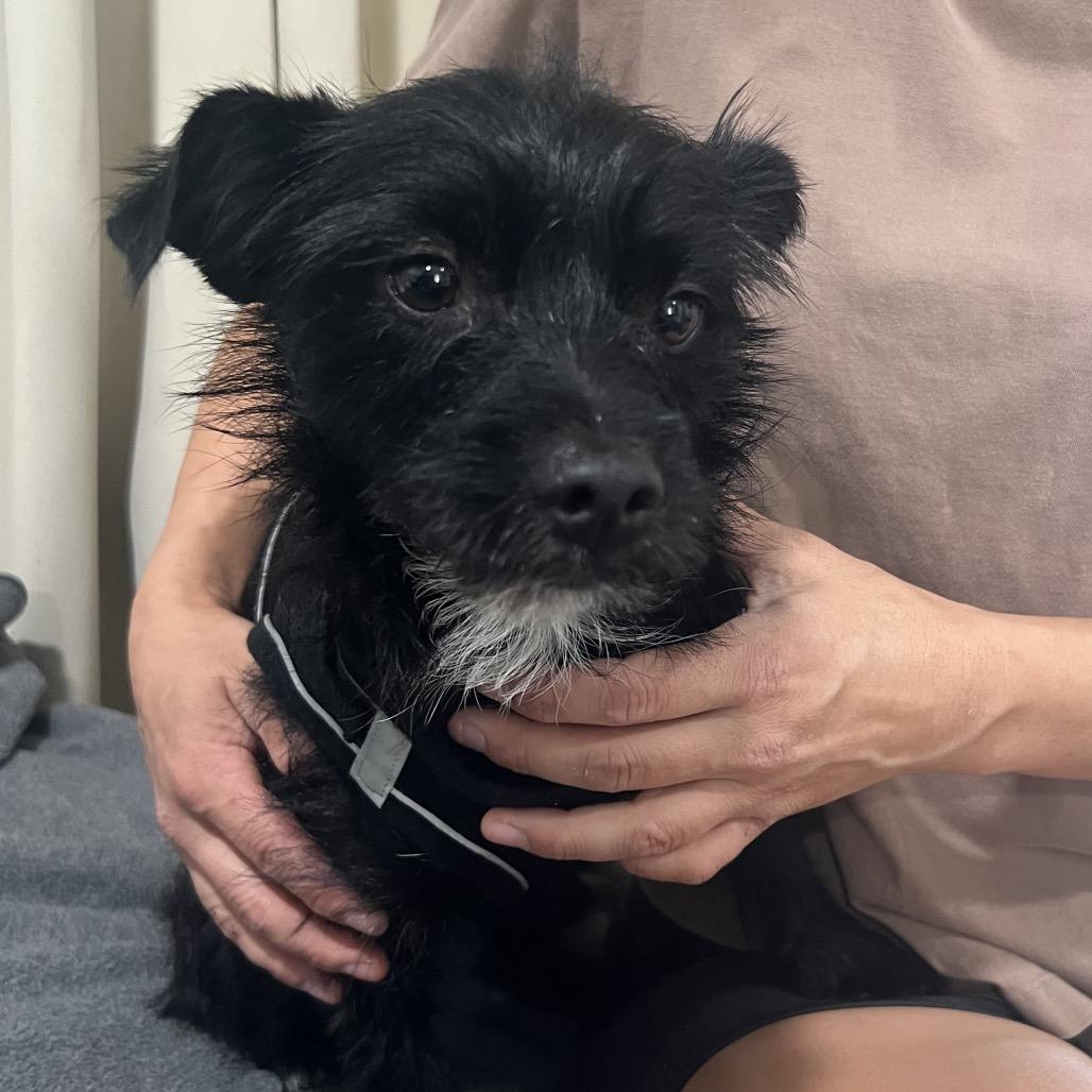 Sherlock, Adoptable, Young Male Terrier & Poodle.