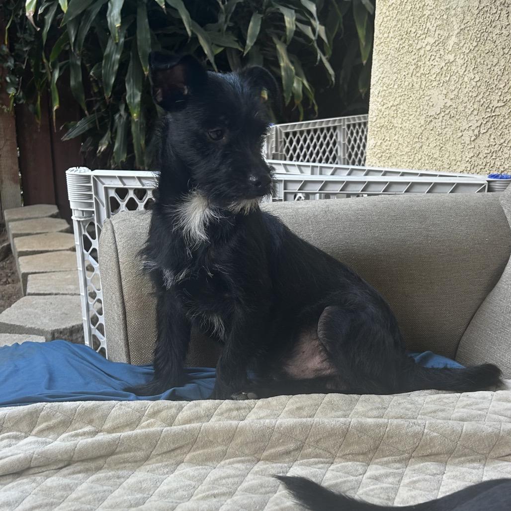 Enlarge Sprite, a Adoptable mixed breed in Escondido, CA image 1/4