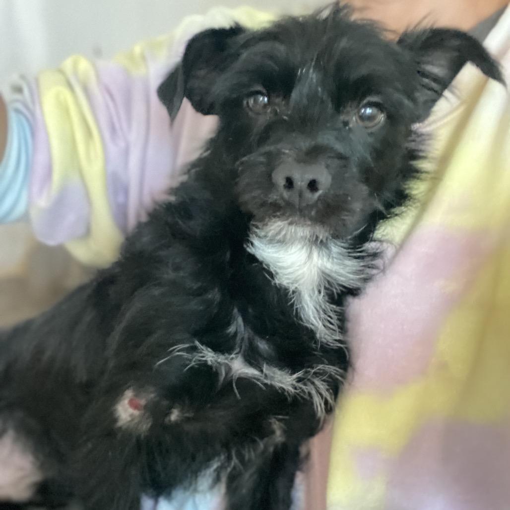 Sherlock, a Adoptable mixed breed in Escondido, CA image 2/5