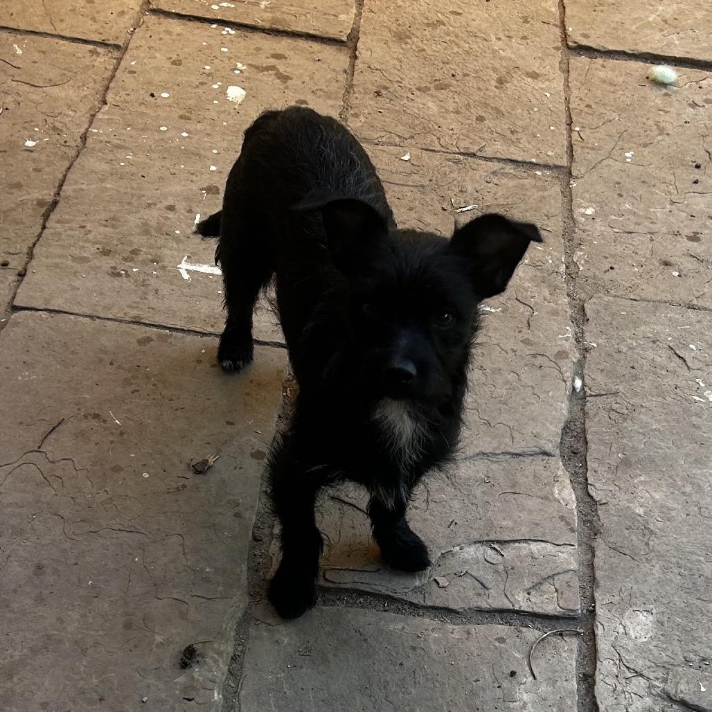 Enlarge Sprite, a Adoptable mixed breed in Escondido, CA image 2/4