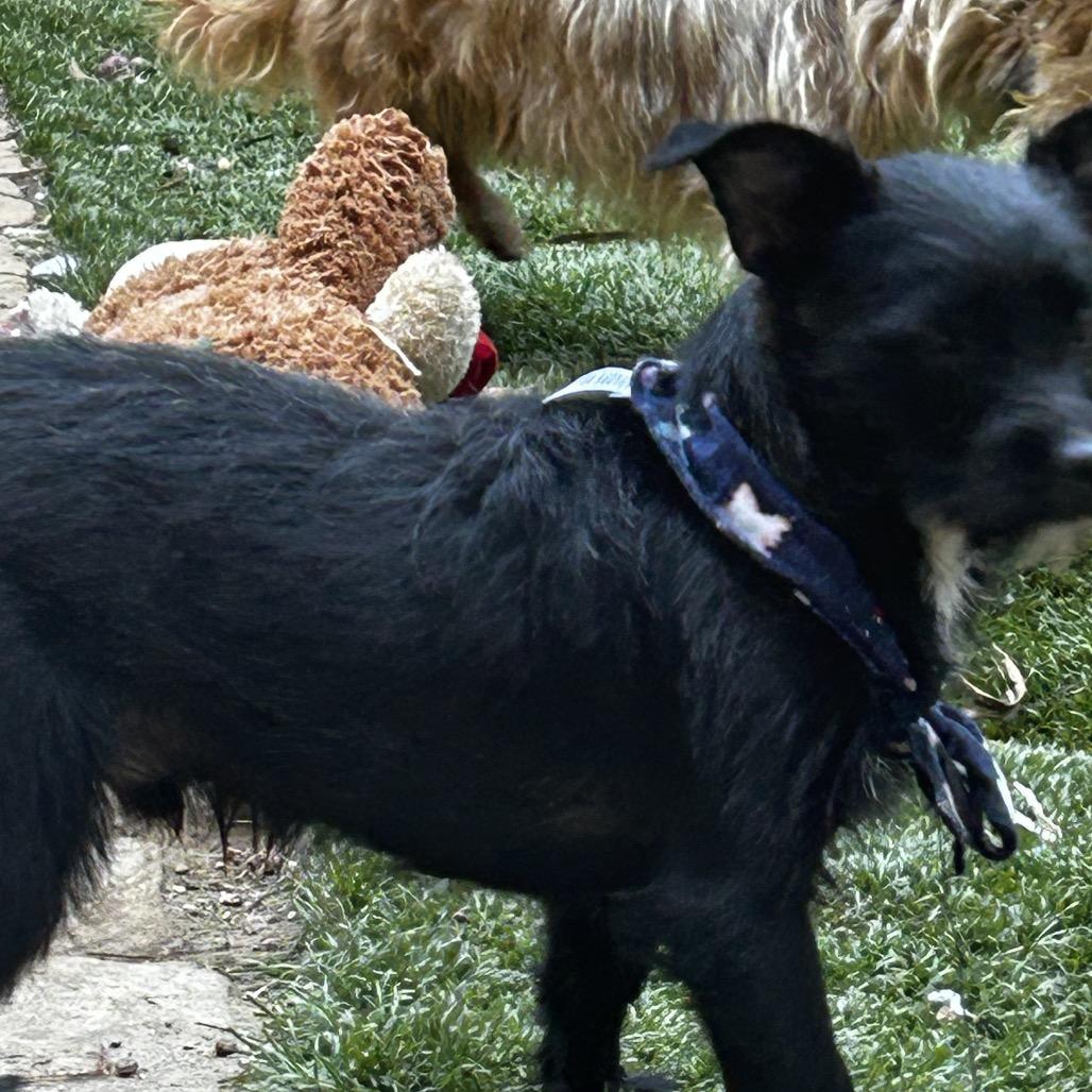 Enlarge Sprite, a Adoptable mixed breed in Escondido, CA image 3/4