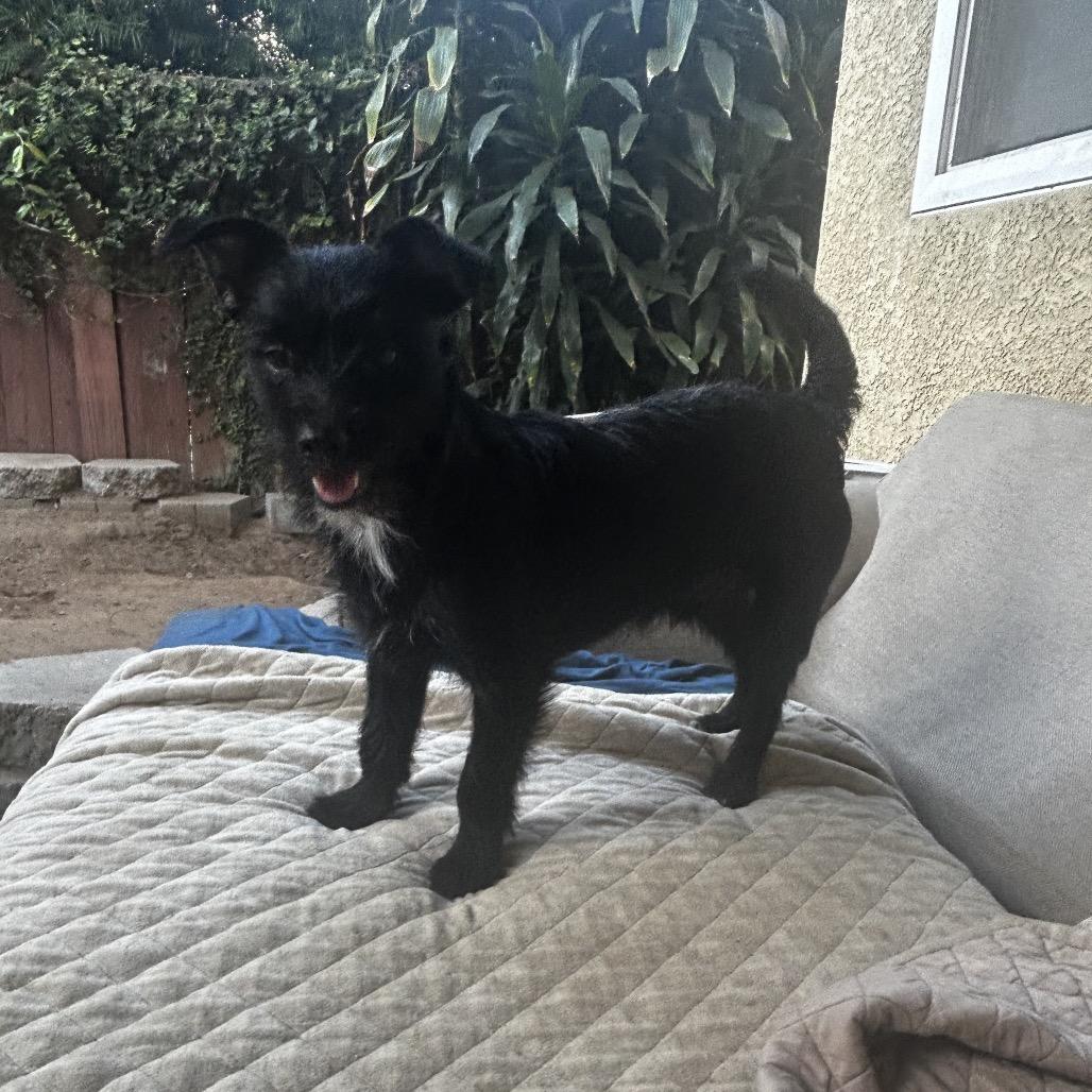 Enlarge Sprite, a Adoptable mixed breed in Escondido, CA image 4/4