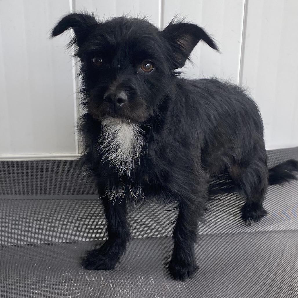 Sherlock, a Adoptable mixed breed in Escondido, CA image 4/5