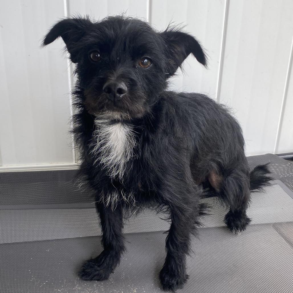 Sherlock, a Adoptable mixed breed in Escondido, CA image 5/5