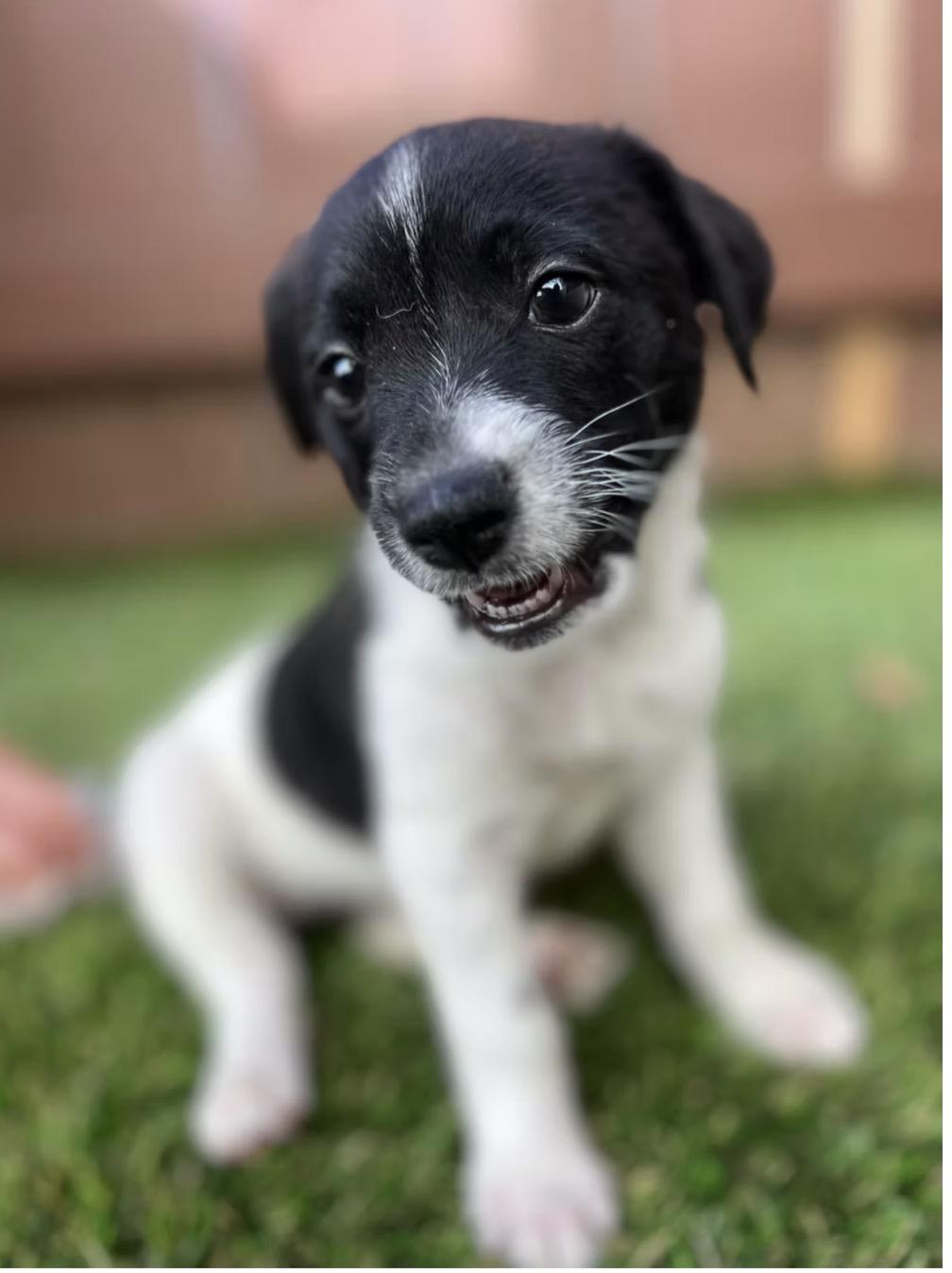 James Avery, adopted, Puppy Male Terrier.