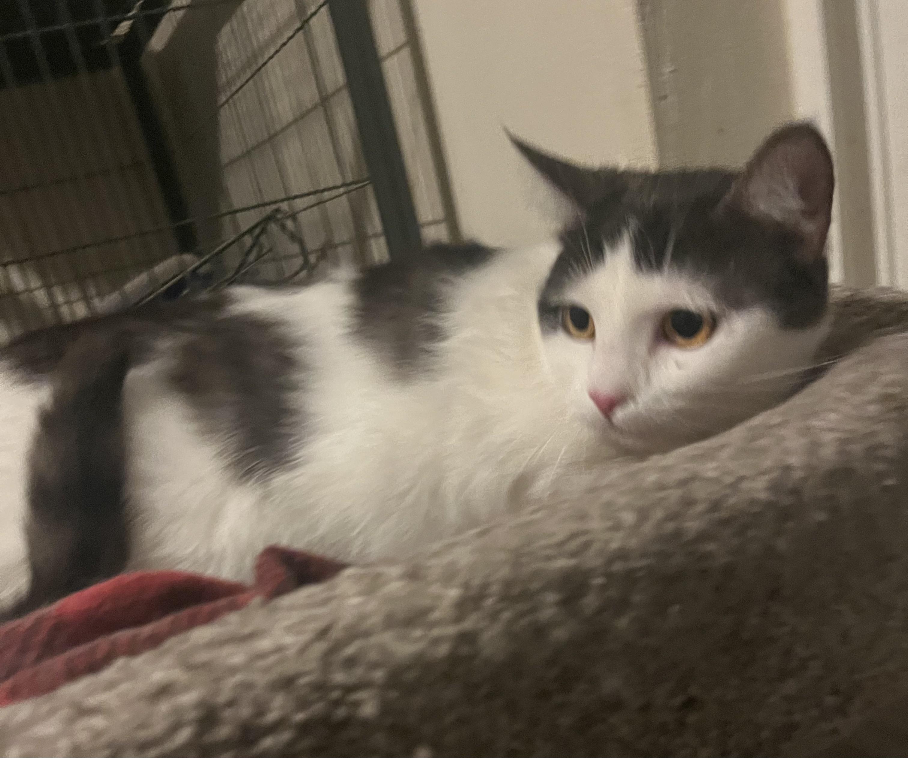 Enlarge Amber, a ADOPTABLE mixed breed in Everett, WA image 2/3