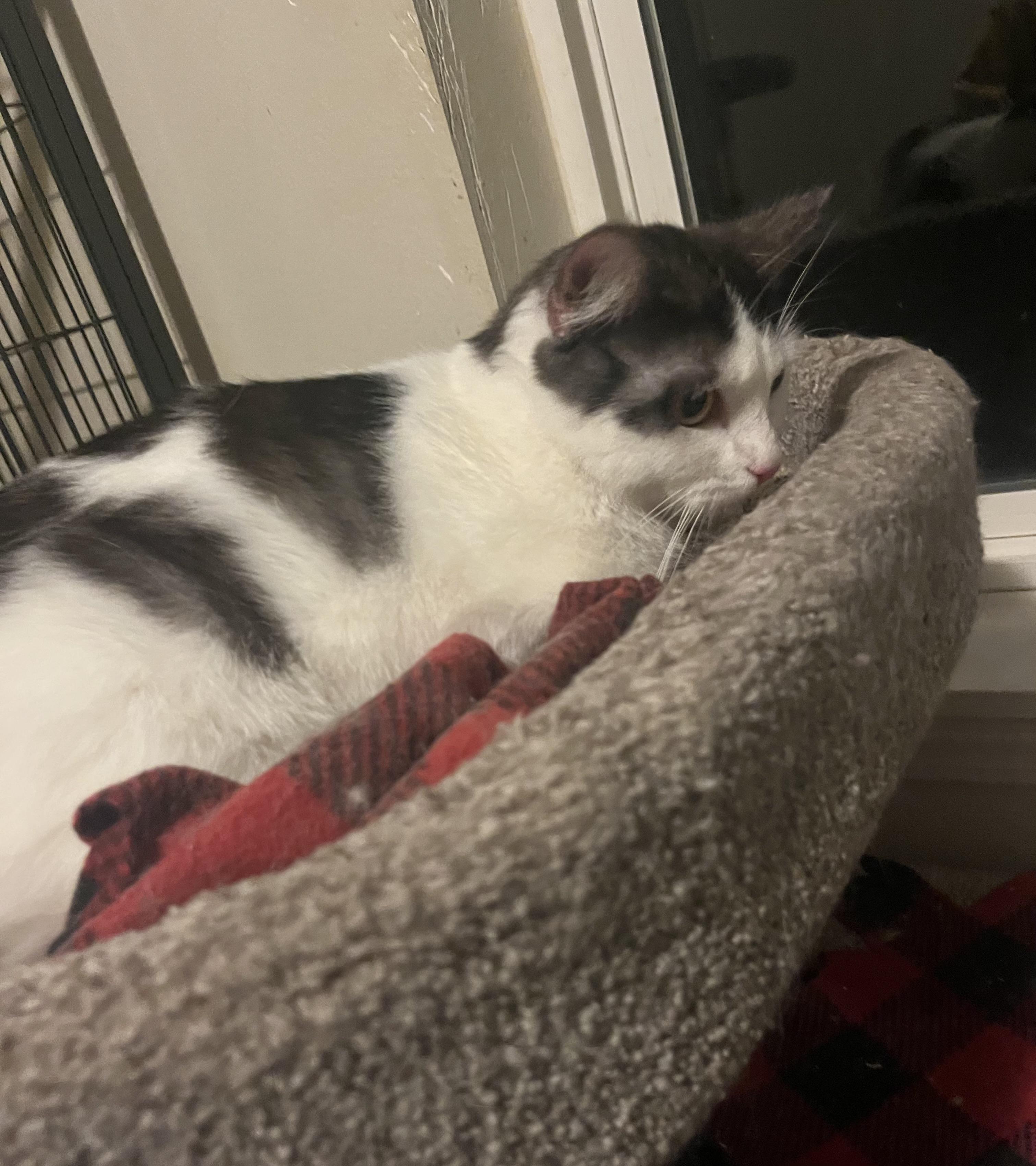 Enlarge Amber, a ADOPTABLE mixed breed in Everett, WA image 3/3