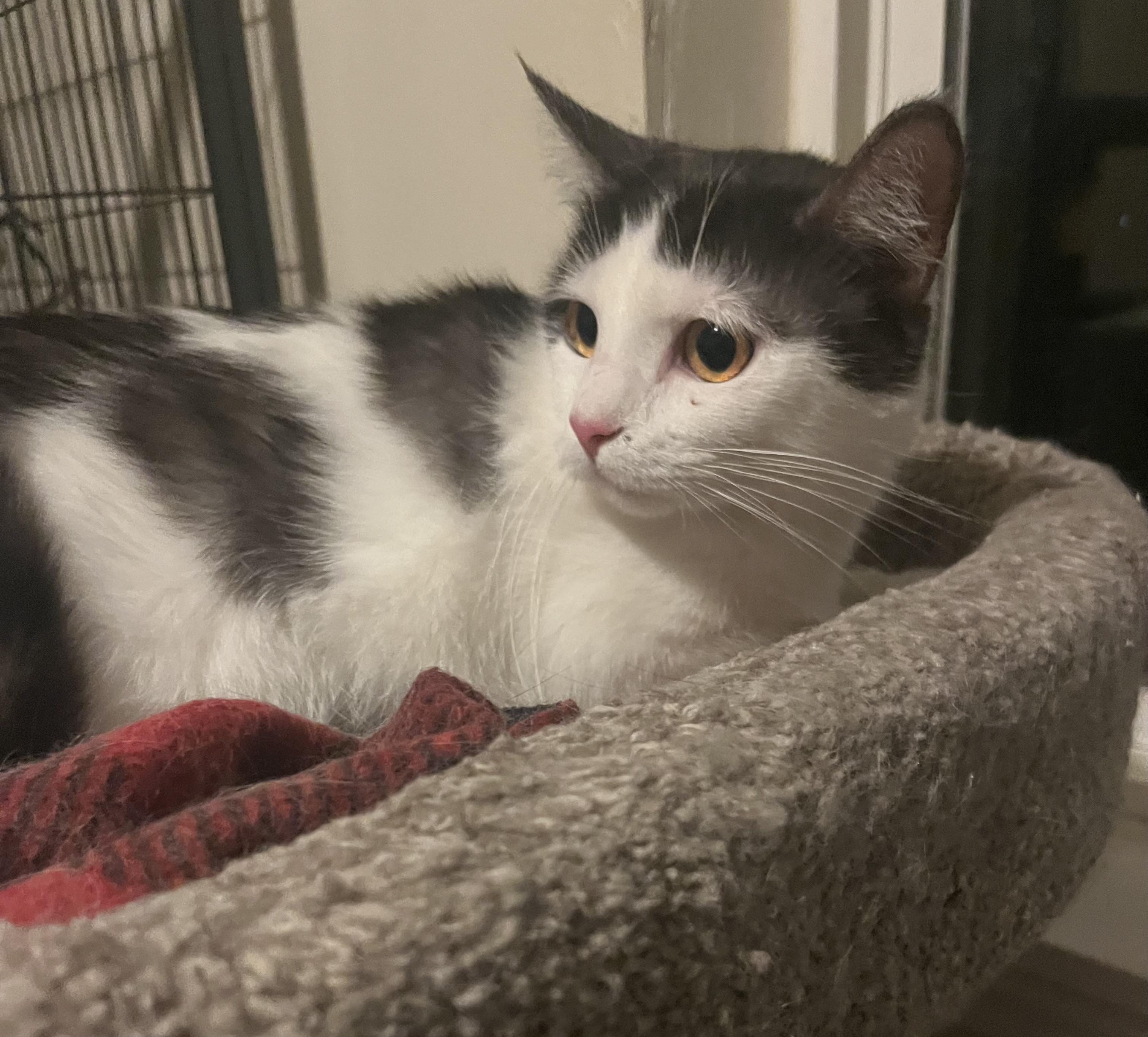 Enlarge Amber, a ADOPTABLE mixed breed in Everett, WA image 1/3