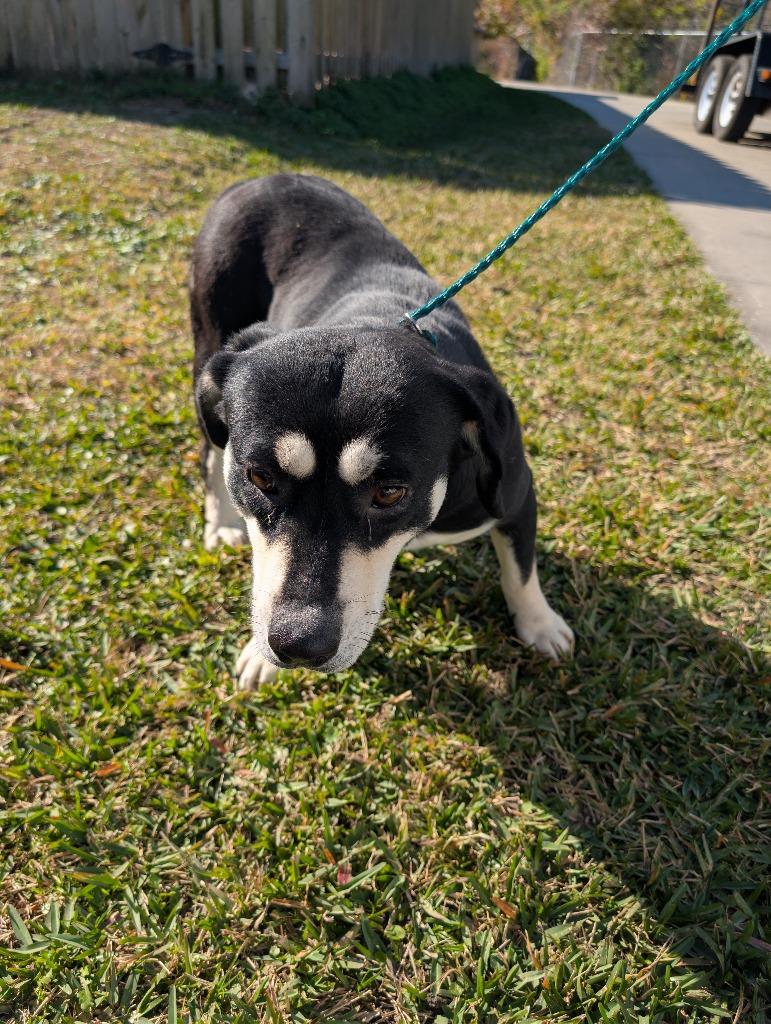 Zelda, Adoptable, Adult Female Mixed Breed.