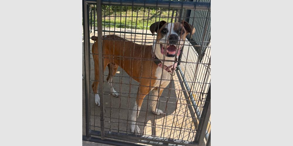 Allister - Silver Heart, a Adoptable Boxer in Hewitt, TX image 1/4