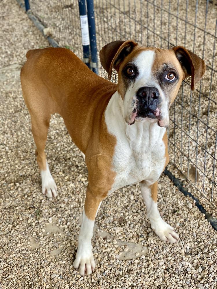 Allister - Silver Heart, a Adoptable Boxer in Hewitt, TX image 2/4