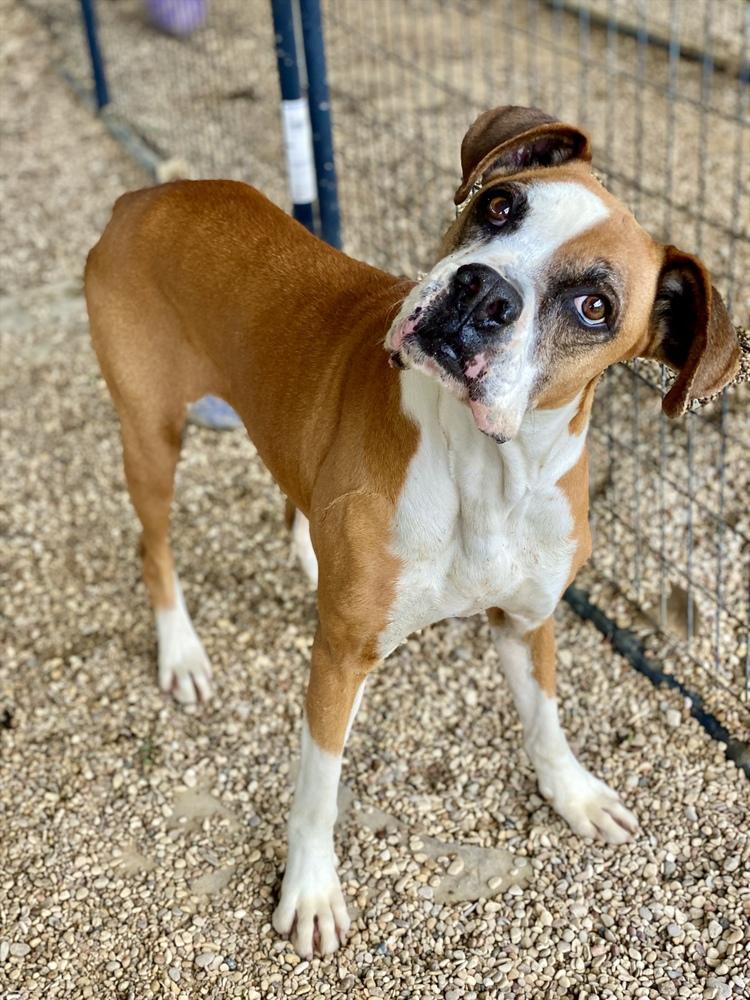 Allister - Silver Heart, a Adoptable Boxer in Hewitt, TX image 3/4
