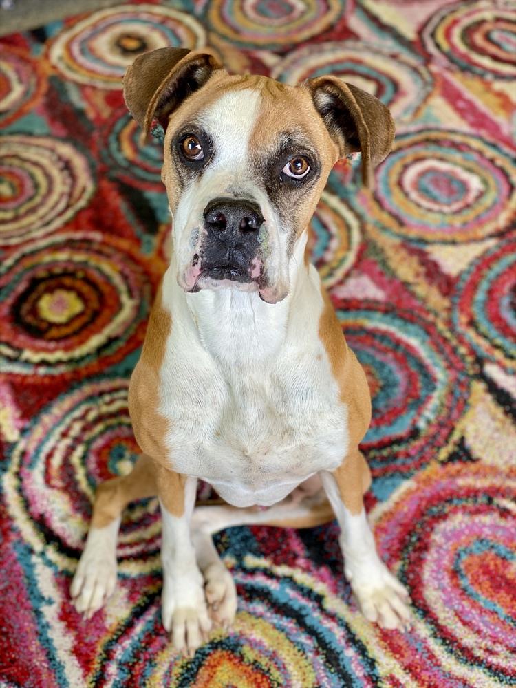 Allister - Silver Heart, a Adoptable Boxer in Hewitt, TX image 4/4