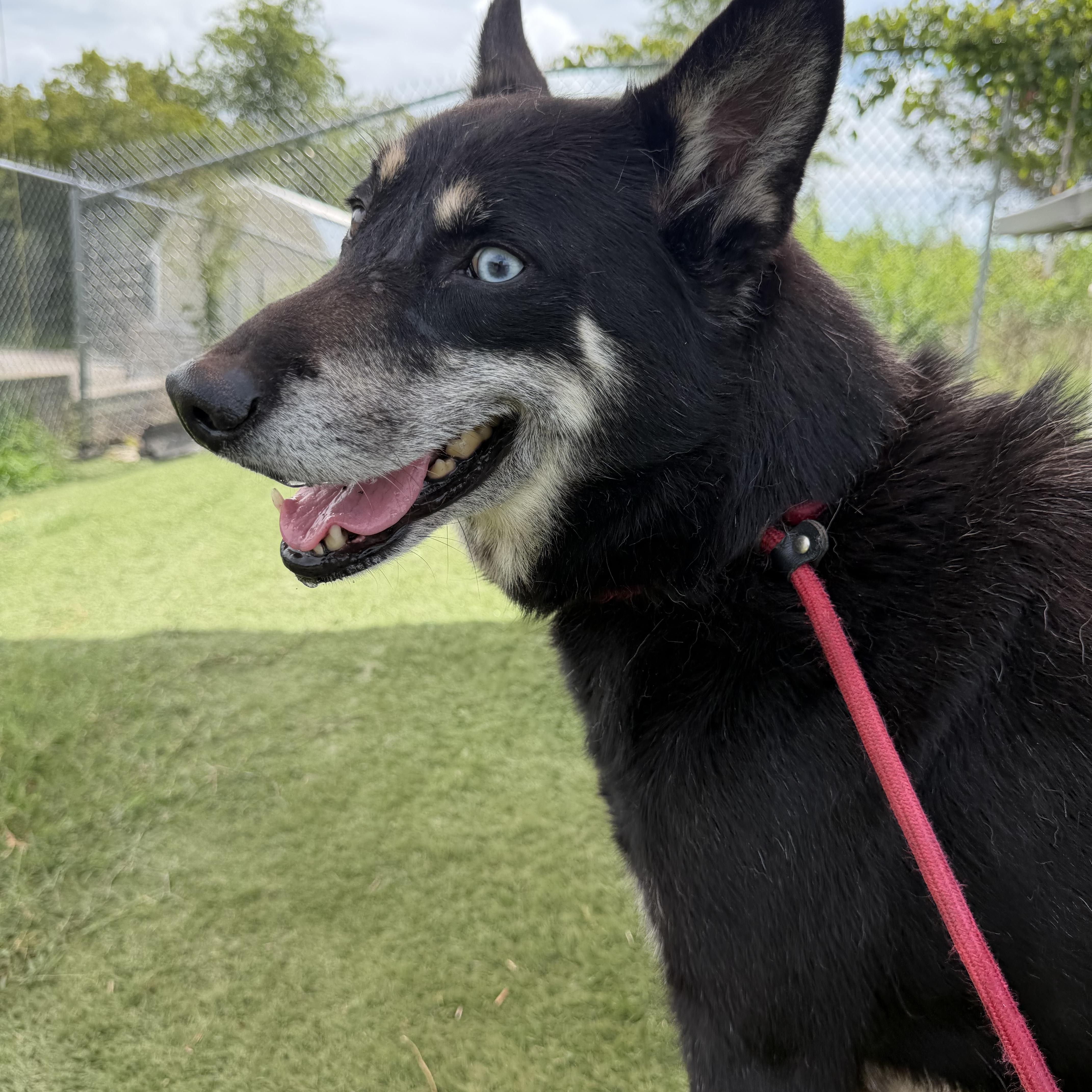 Enlarge Zeus, a ADOPTABLE mixed breed in Albemarle, NC image 1/3