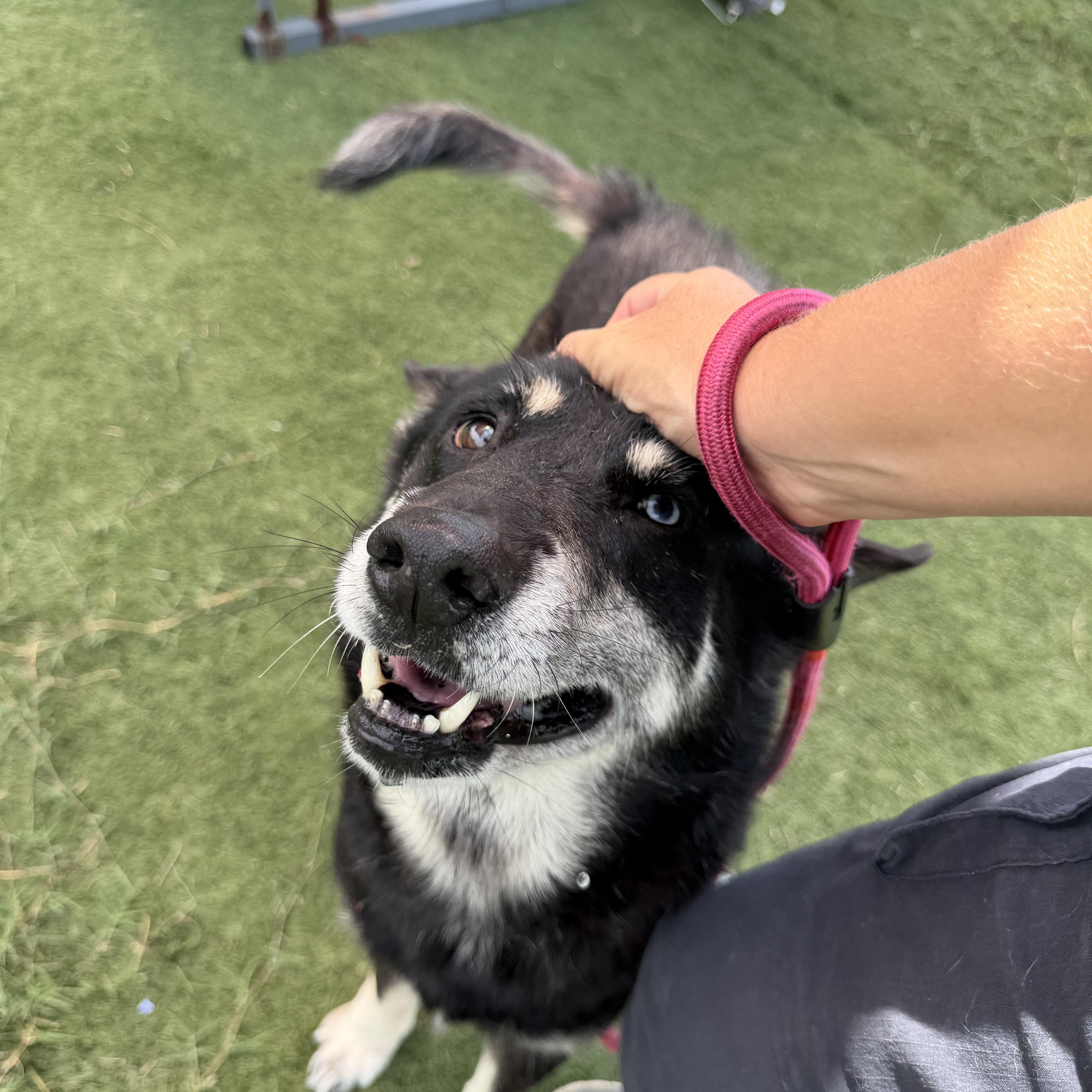Enlarge Zeus, a ADOPTABLE mixed breed in Albemarle, NC image 2/3