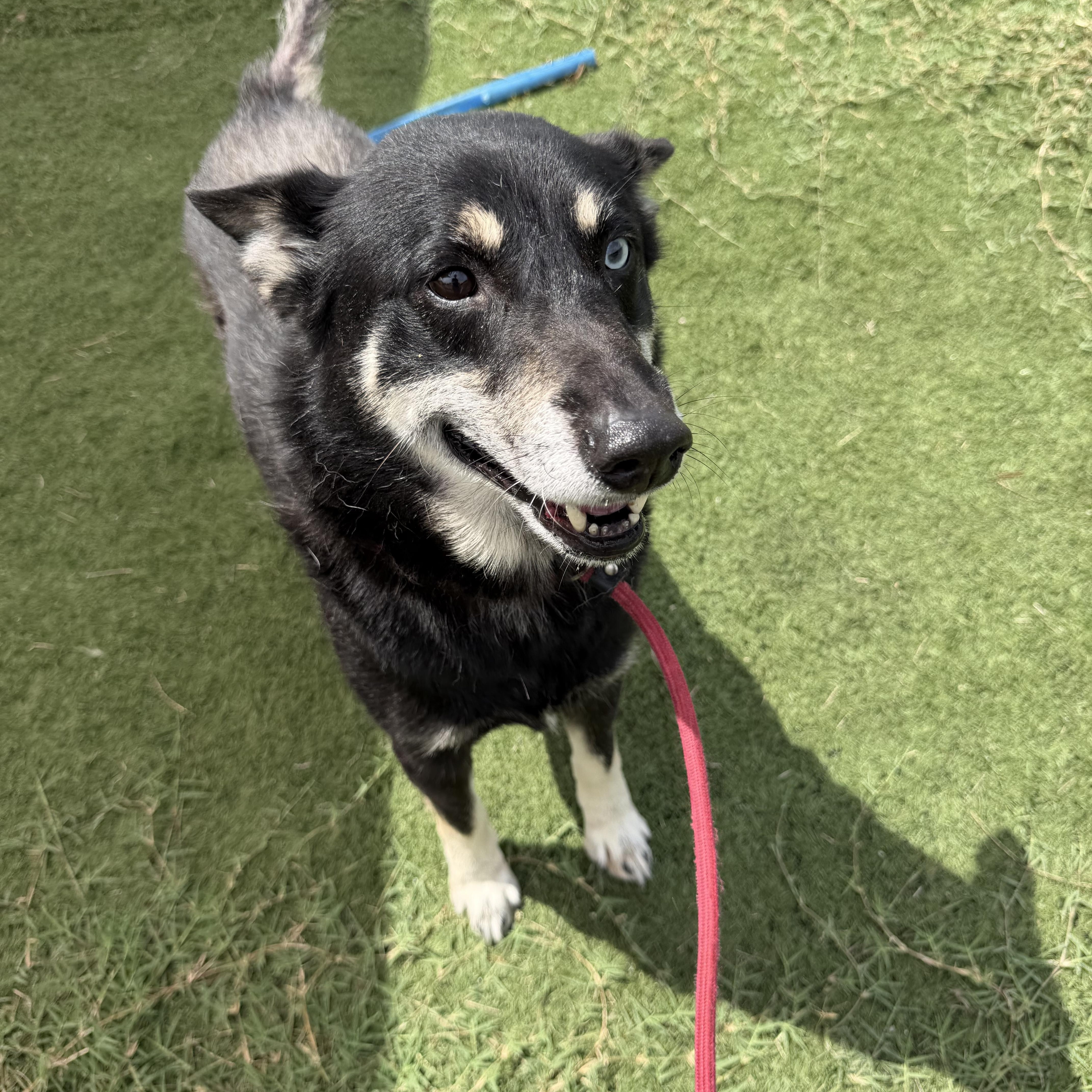 Enlarge Zeus, a ADOPTABLE mixed breed in Albemarle, NC image 3/3